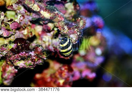 Bumble Bee Saltwater Snail  - (pusiostoma Sp.)