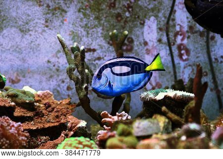 Pacific Regal Blue Tang - Paracanthurus Hepatus