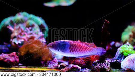 Blue Face Wrasse Saltwater Fish In Aquarium