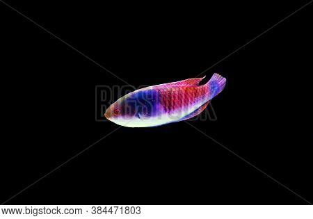 Blue Face Wrasse Saltwater Fish In Aquarium
