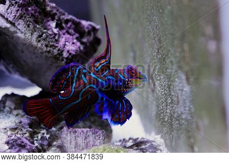 The Mandarin Fish, One Of The Most Colorful Saltwater Fish (synchiropus Splendidus)