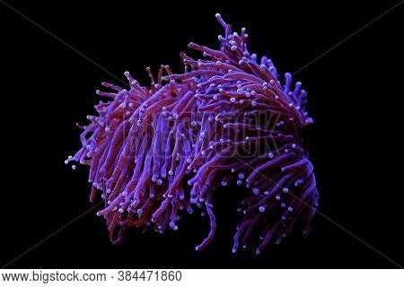 Purple Large Stony Coral In Reef Aquarium Tank (euphyllia Grabrenscens)