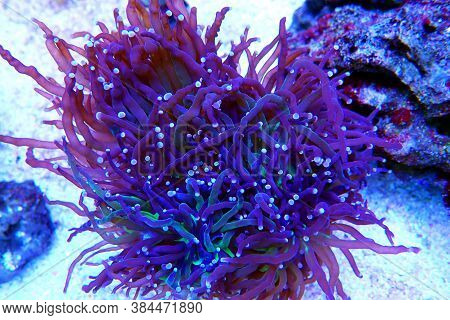Purple Large Stony Coral In Reef Aquarium Tank (euphyllia Grabrenscens)