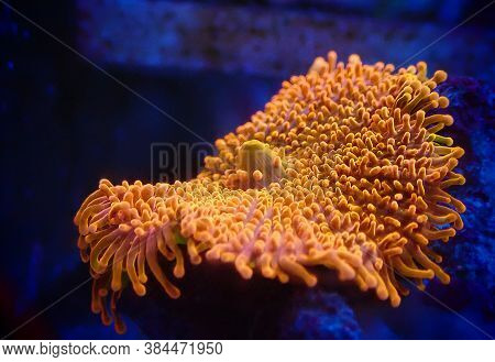 Ricordea Yuma Polyps Ear Mushroom Coral - Ricordeidae Sp.