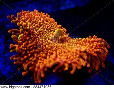 Ricordea Yuma Polyps Ear Mushroom Coral - Ricordeidae Sp.