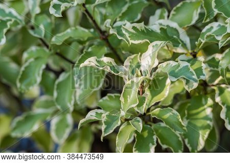 Variegated Pittosporum Leaves With Sunlight Rubber Tree
