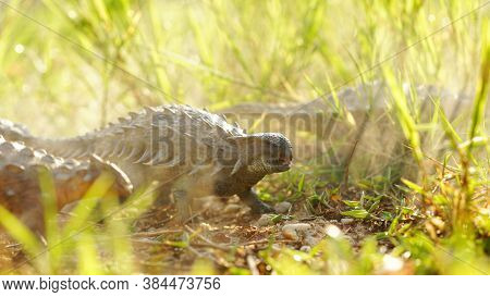 Ankylosaurus Is A Herbivore Genus Of Armored Dinosau, The Dinosaur From The Very End Of The Cretaceo