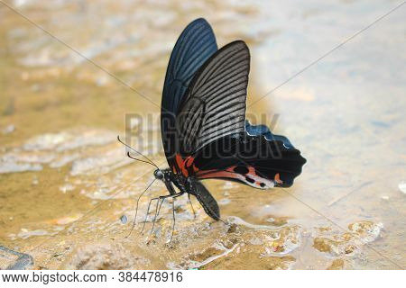 The Most Beautyfull Butterfly White Background Asia Butterfly
