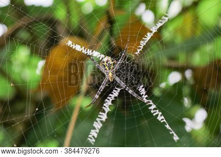The Most Beatyfull Spider,spider Siting On The Net,spider In Asia