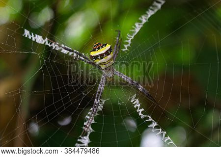 The Most Beatyfull Spider,spider Siting On The Net,spider In Asia