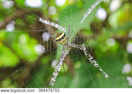 The Most Beatyfull Spider,spider Siting On The Net,spider In Asis