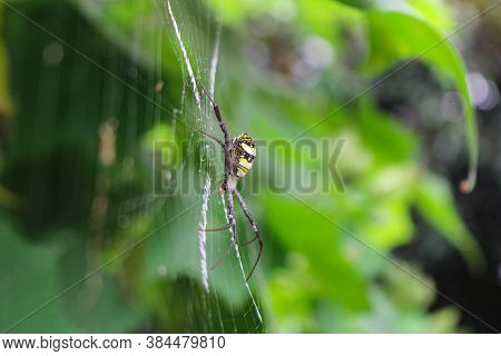 The Most Beatyfull Spider,spider Siting On The Net,spider In Asis