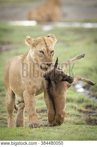 Female Lioness Carrying Wildebeest Calf In Ndutu In Tanzania