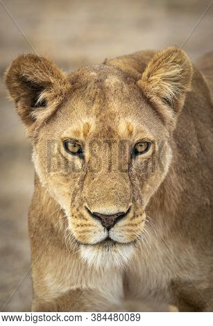 Vertical Portrait Of A Lioness In Ndutu In Tanzania
