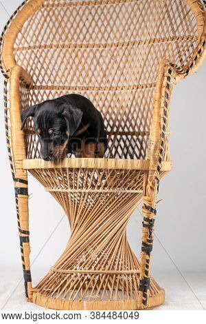 A Portrait Of A Cute Jack Russel Terrier Puppy Sitting On A Rattan Chair, Isolated On A White Backgr