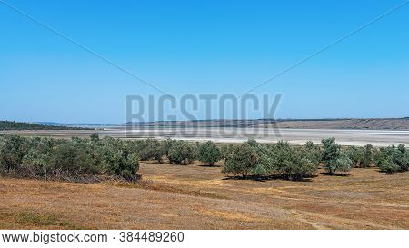Steppe Landscape. Lonely Green Treess On Dry Hot Sand. Ravine In The Steppe.