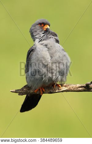 The Red-footed Falcon (falco Vespertinus), Formerly Western Red-footed Falcon Sitting On The Branch 