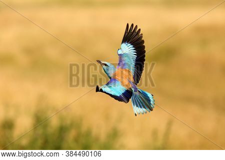 The European Roller (coracias Garrulus) Flies Over The Dry Meadows With Yellow Grass. A Large Blue B