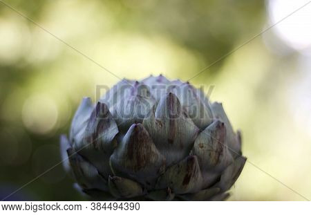 Arctichoke Image With Ample Copy Space In Soft Green Background