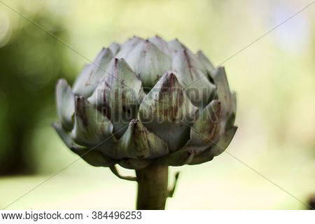 Single Globe Artichoke Against Soft Pale Green Background With Copy Space