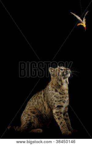 Bobcat