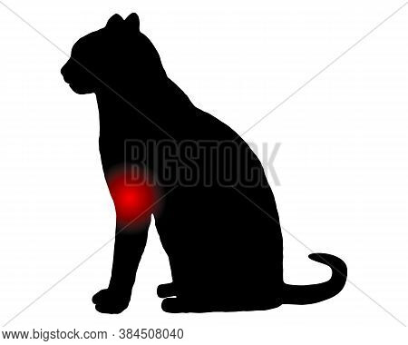 Detailed And Accurate Illustration Of Cat With Pain In The Foreleg On White