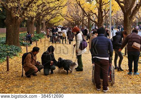 Tokyo, Japan - November 30, 2016: People Celebrate Ginkgo Avenue Autumn Foliage In Tokyo, Japan. Ich