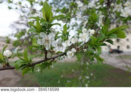 Flowers On Branches Of Sour Cherry Tree In April