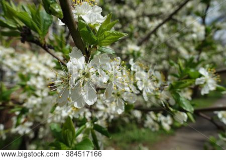 Lily White Flowers Of Sour Cherry Tree In April