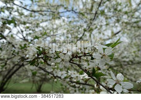 Lots Of White Flowers Of Sour Cherry Tree In Mid April