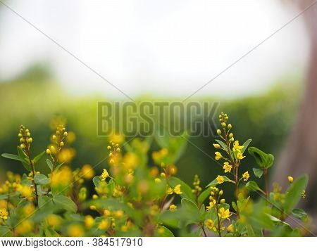Little Yellow Flower Thryallis Glauca, Galphimia, Gold Shower Medium Shrub Dark Yellow Flowers Inflo