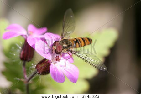 Bir Hoverfly bir pembe çiçek