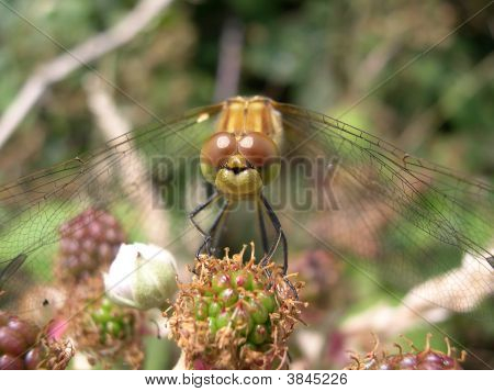 Libellula di riposo