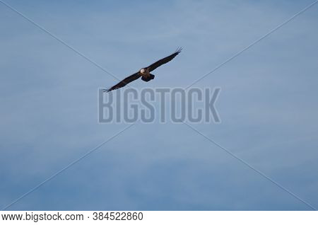 Bearded vulture Gypaetus barbatus in flight. Natural Park of the Mountains and Canyons of Guara. Huesca. Aragon. Spain.