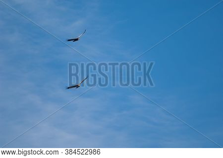 Griffon vultures Gyps fulvus in flight. Natural Park of the Mountains and Canyons of Guara. Huesca. Aragon. Spain.
