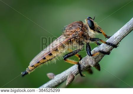 A Profile View Of A Red-footed Cannibalfly (promachus Rufipes) Perched On A Stick. Raleigh, North Ca