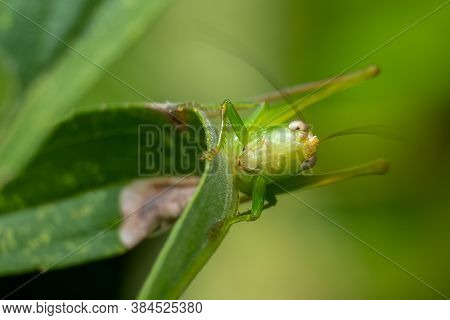 A Fun Front View Of A Slender Meadow Katydid (conocephalus Fasciatus), With The Appearance Of Googly