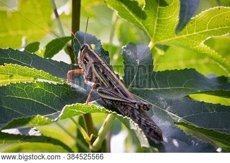 An American Bird Grasshopper (schistocerca Americana) Rests On A Leaf. Raleigh, North Carolina.