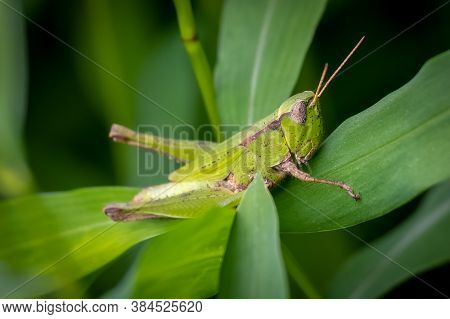 A Female Short-winged Green Grasshopper (dichromorpha Viridis) Clings To A Leaf. Raleigh, North Caro