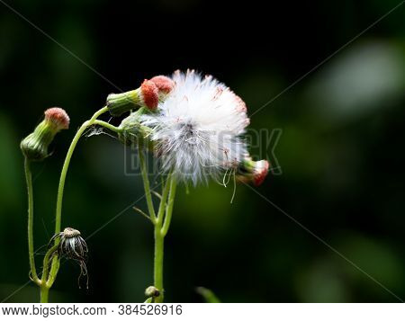 Flower Of Fire Weed Or Red Flower Ragleaf