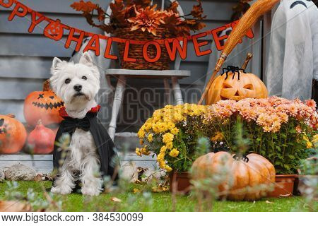 Funny Dog West Highland White Terrier Dressed In Cloak And Horns Costume Is Sitting Near Decorated W