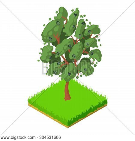 Bird Cherry Icon. Isometric Illustration Of Bird Cherry Vector Icon For Web