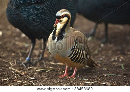 Partridge Chukar สีสัน