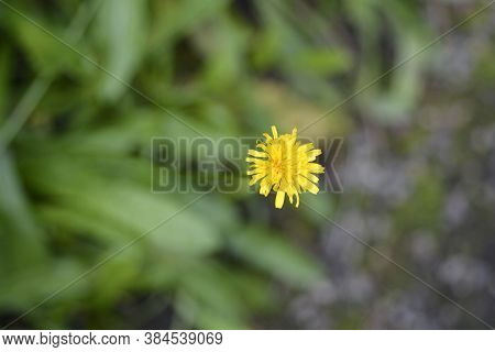 Bulbous Dandelion - Latin Name - Leontodon Tuberosus