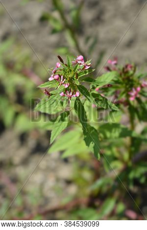 Mosquito Flower - Latin Name - Lopezia Coronata