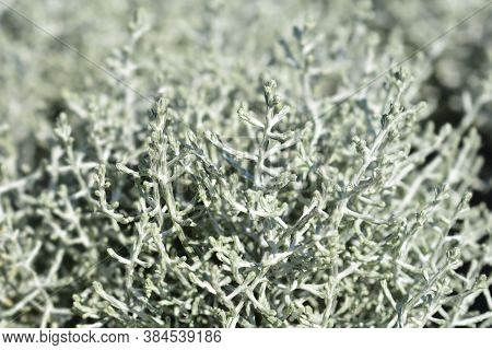 Silver Cushion Bush - Latin Name - Calocephalus Brownii