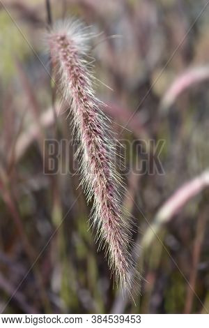 Fountain Grass Rubrum - Latin Name - Pennisetum Advena Rubrum