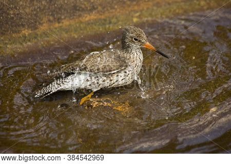 The Common Redshank (tringa Totanus) In Zoo.