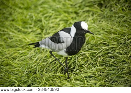 The Blacksmith Lapwing (vanellus Armatus) In Zoo.