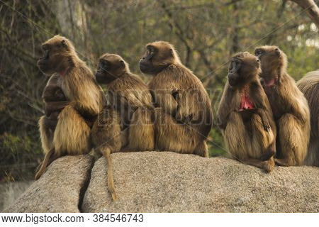 The Gelada Baboon (theropithecus Gelada) In Zoo.